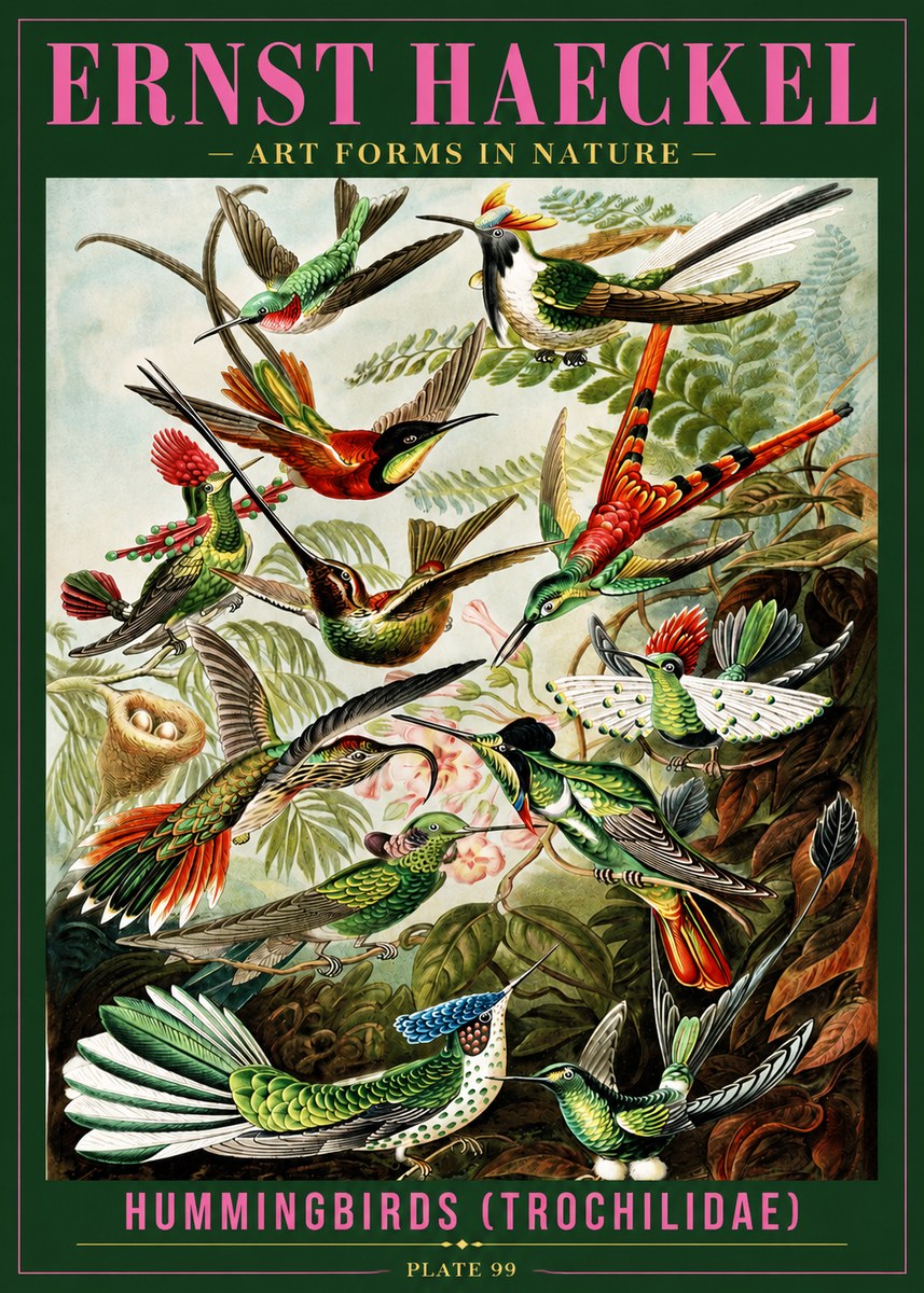 Ernst Haeckel Trochilidae - Hummingbirds No4 - Plakat