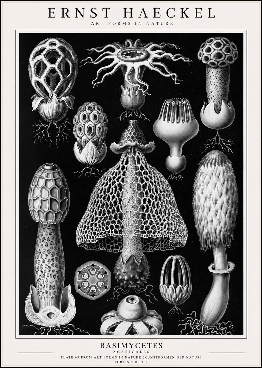 Ernst Haeckel Basimycetes Agaricales No1 - Plakat