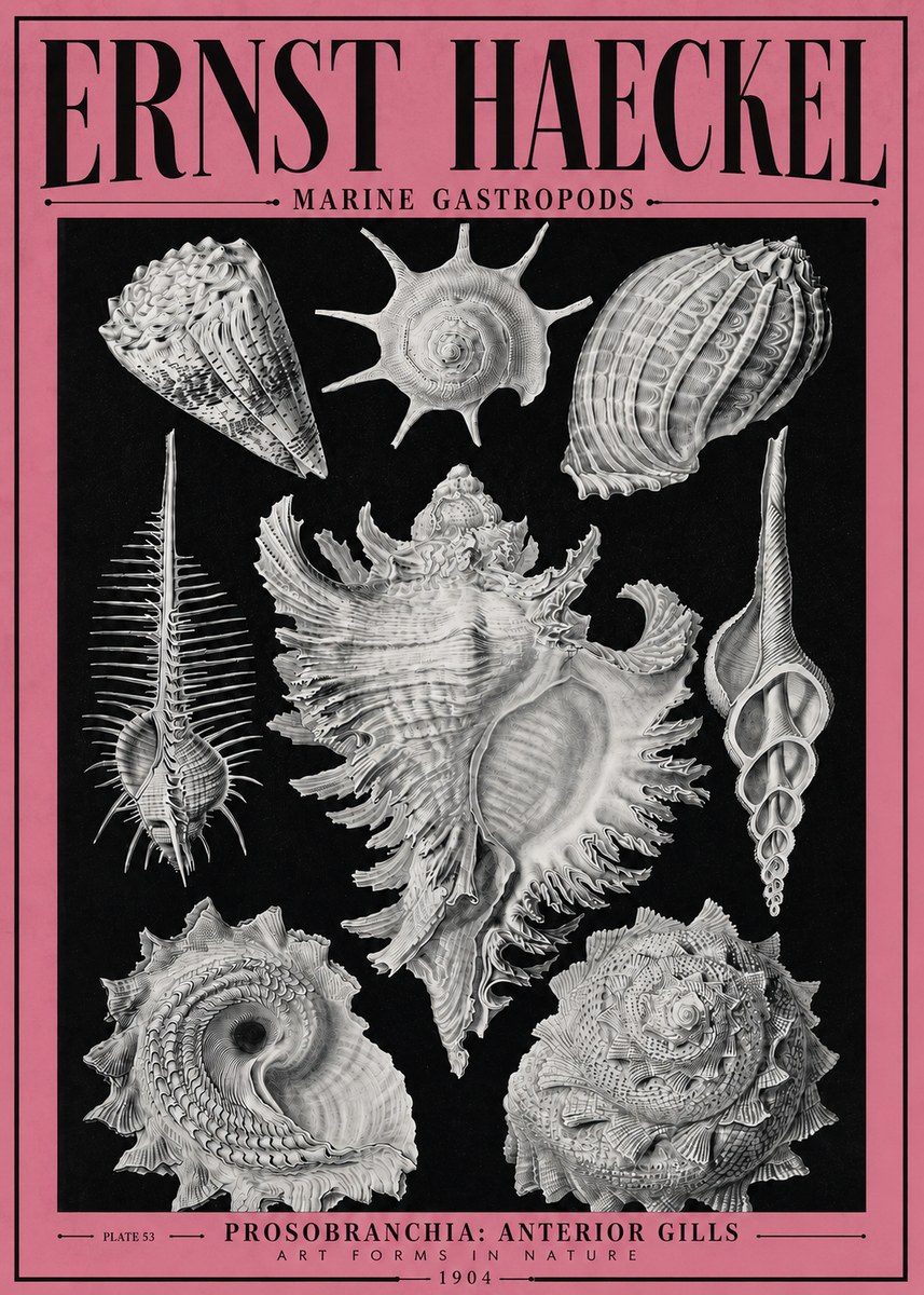 Ernst Haeckel Prosobranchia - Marine Gastropods No4 - Plakat