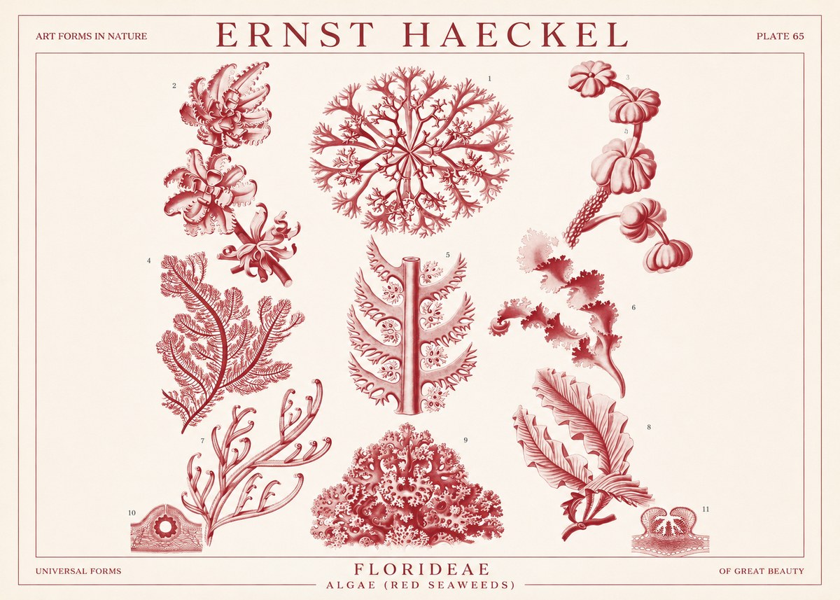 Ernst Haeckel Florideae (Red Seaweeds) No1 - Plakat