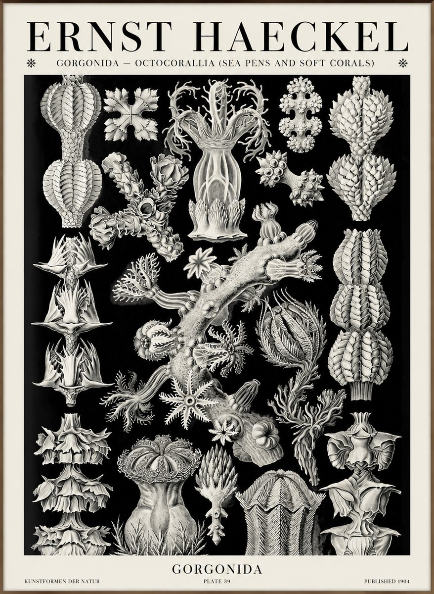 Ernst Haeckel Gorgonians No6 - Plakat