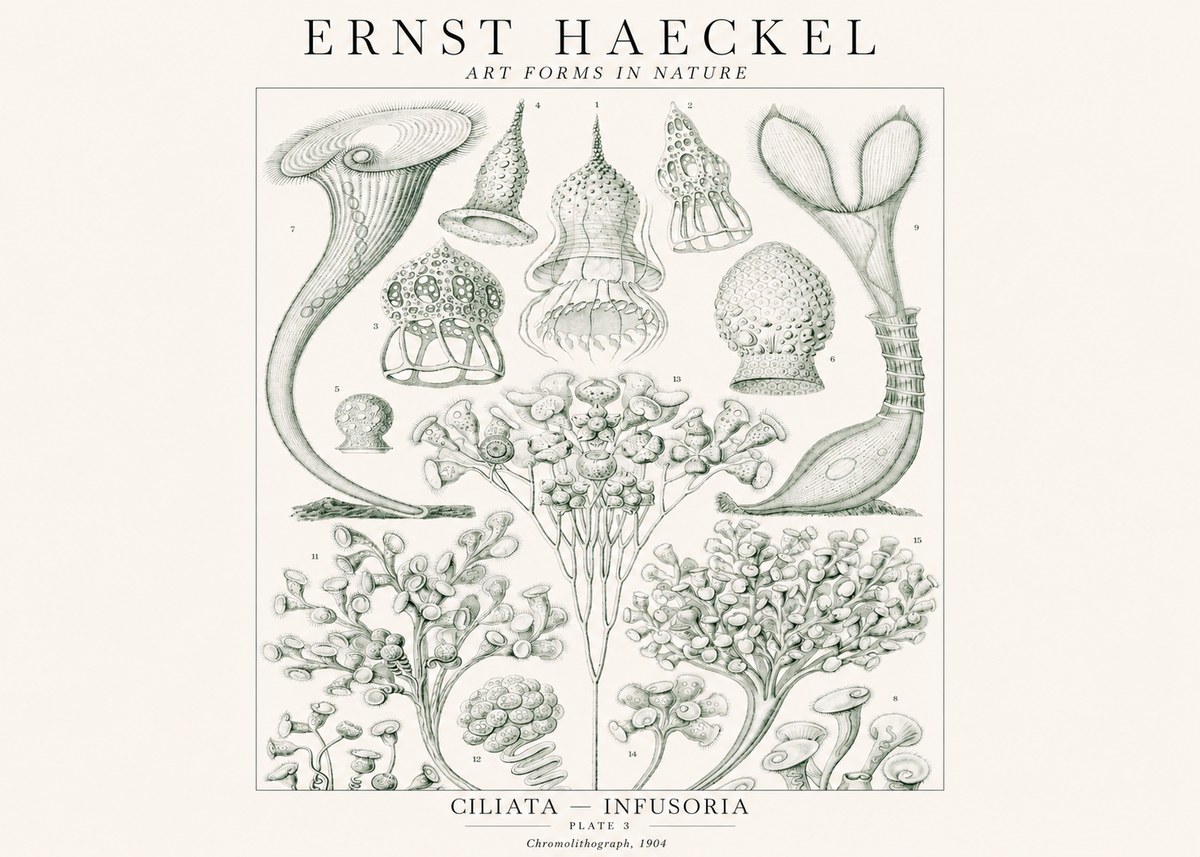 Ernst Haeckel Ciliata - Infusoria - Plate 3 No1 - Plakat