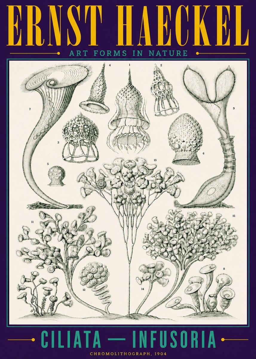 Ernst Haeckel Ciliata - Infusoria - Plate 3 No4 - Plakat