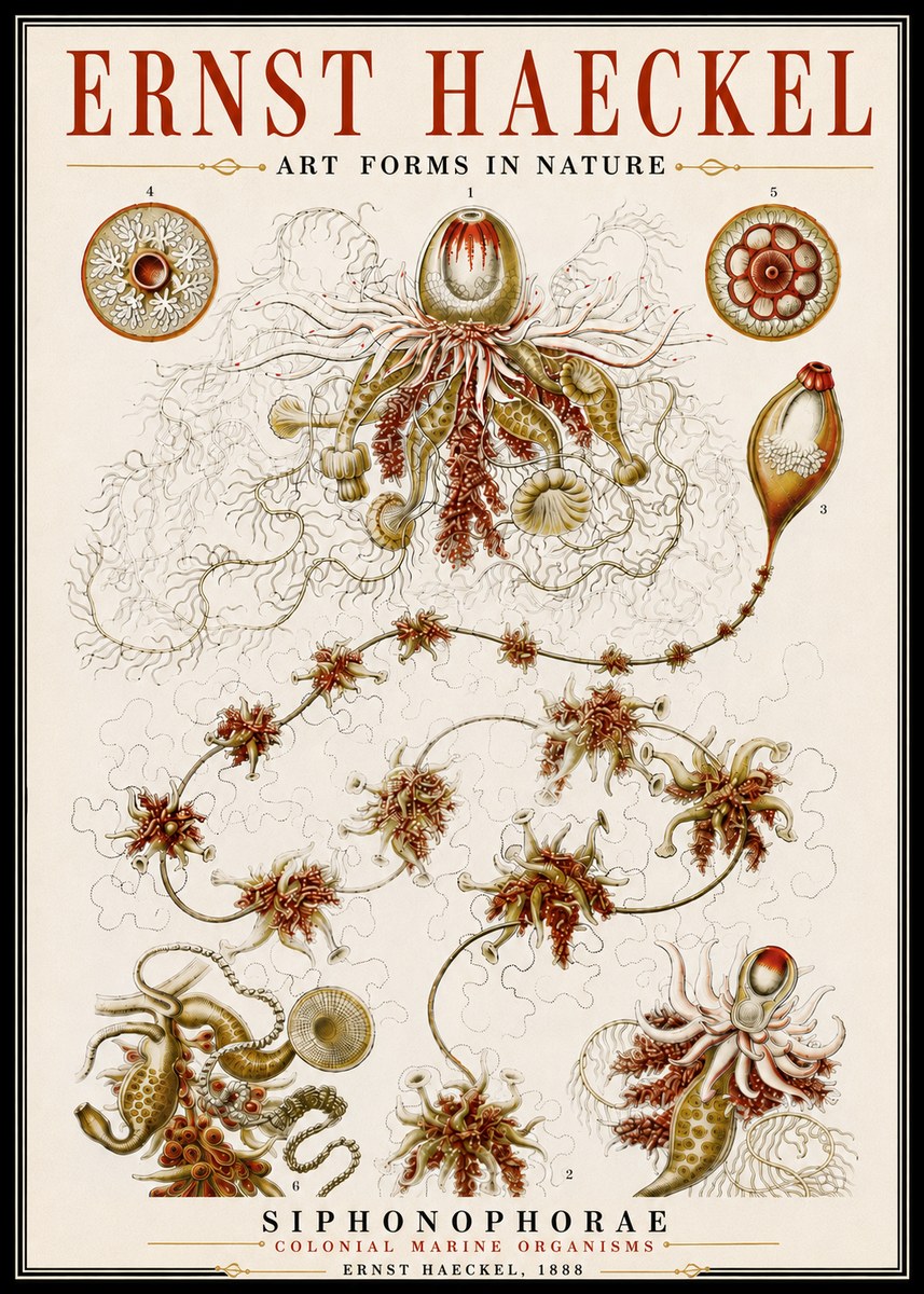 Ernst Haeckel Siphonophorae No6 - Plakat