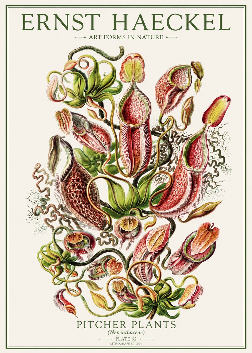 Ernst Haeckel Pitcher Plants No1 - Plakat