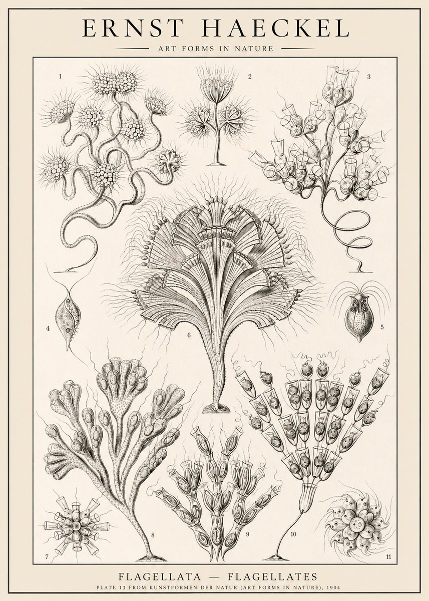 Ernst Haeckel Flagellata - Flagellates No1 - Plakat