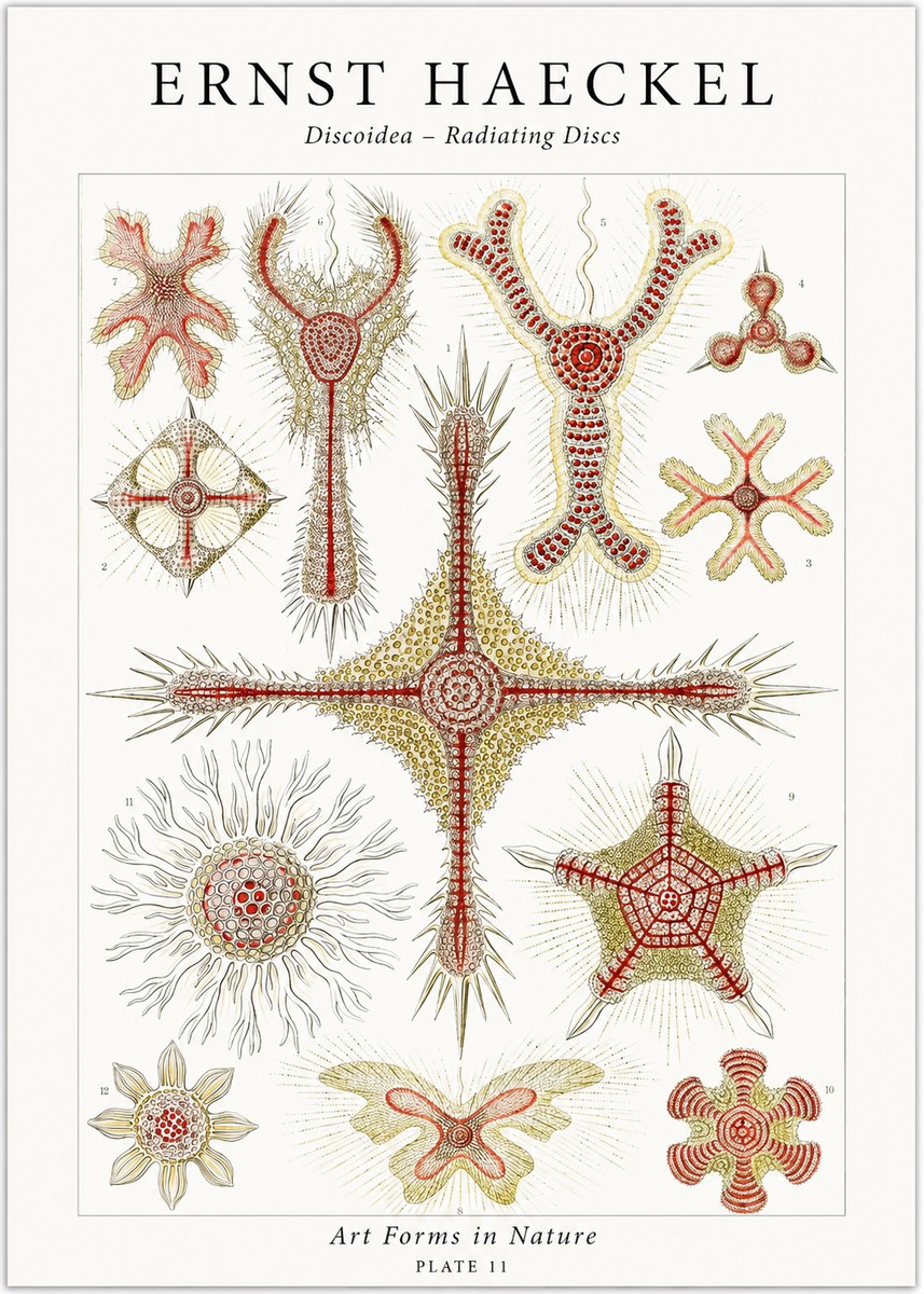 Ernst Haeckel Discoidea – Radiating Discs No1 - Plakat