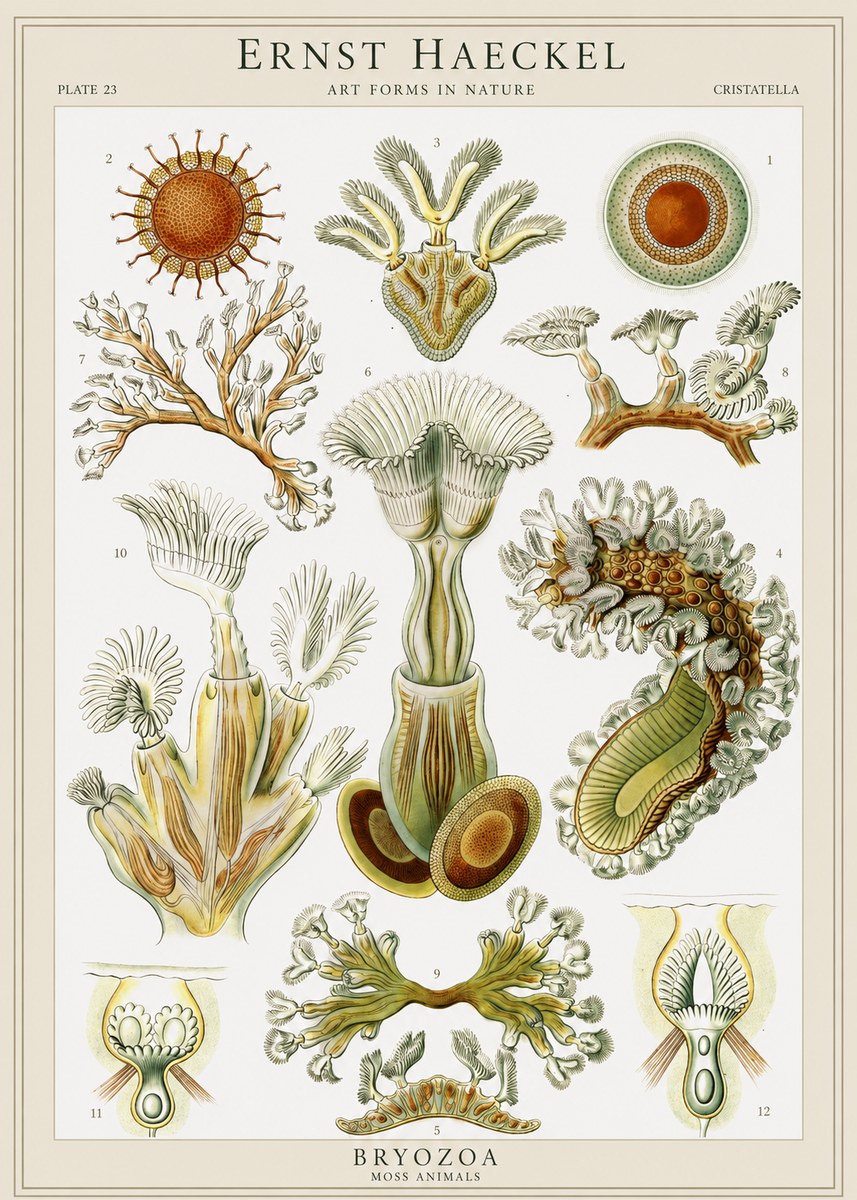 Ernst Haeckel Cristatella No1 - Plakat