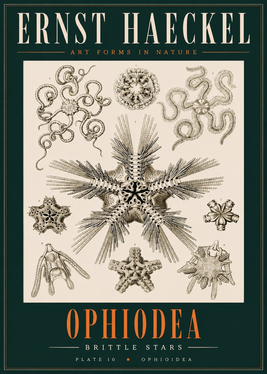 Ernst Haeckel Ophiodea - Brittle Stars I No2 - Plakat