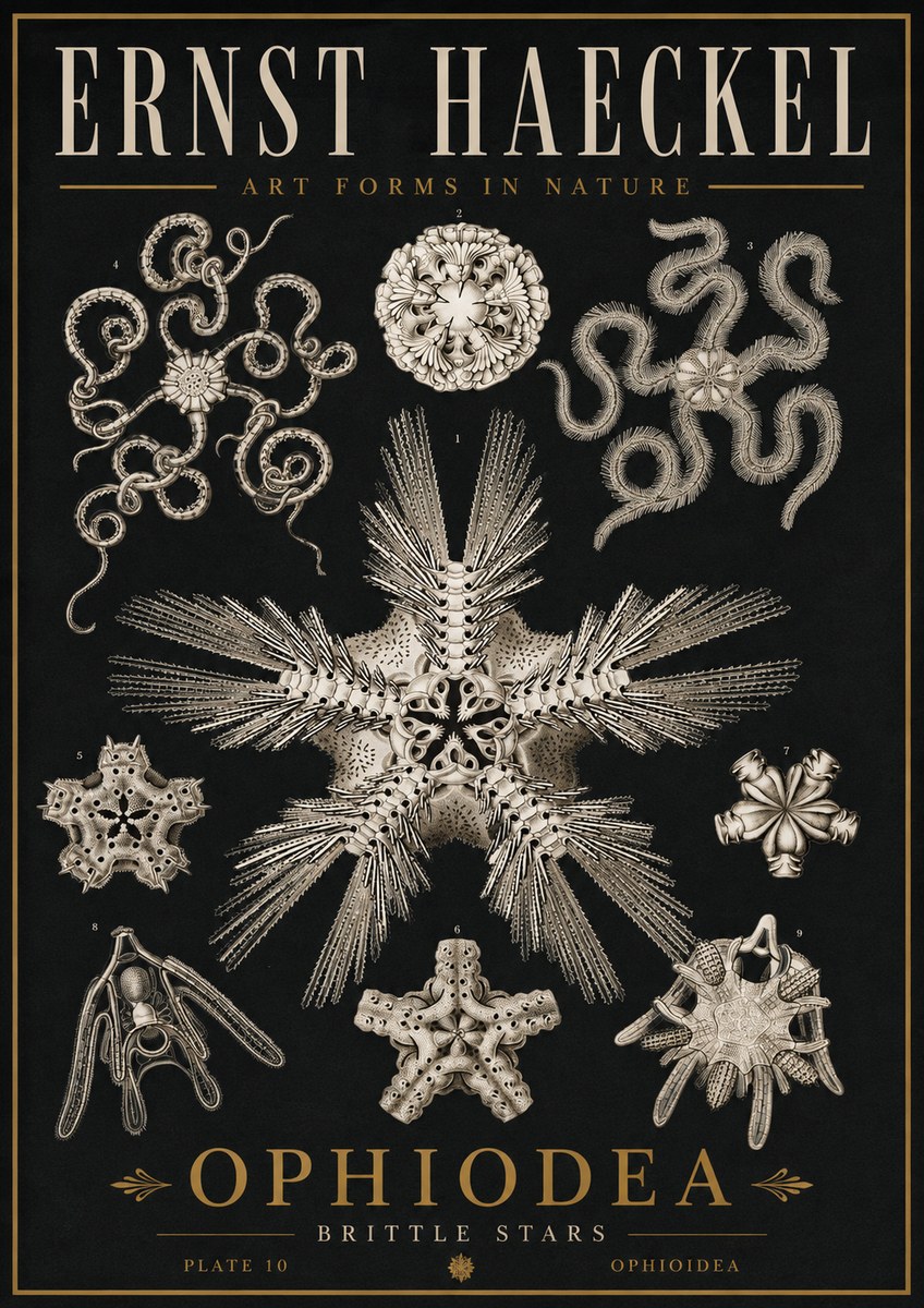 Ernst Haeckel Ophiodea - Brittle Stars I No5 - Plakat