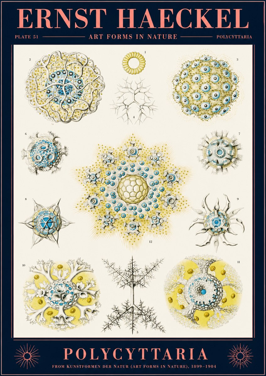 Ernst Haeckel Polycyttaria – Order of Radiolaria No2 - Plakat