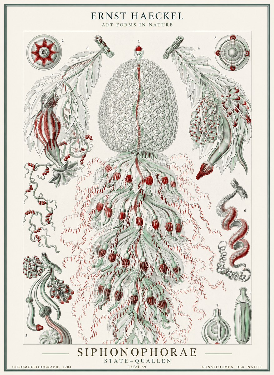Ernst Haeckel Siphonophorae - State Colonies No2 - Plakat