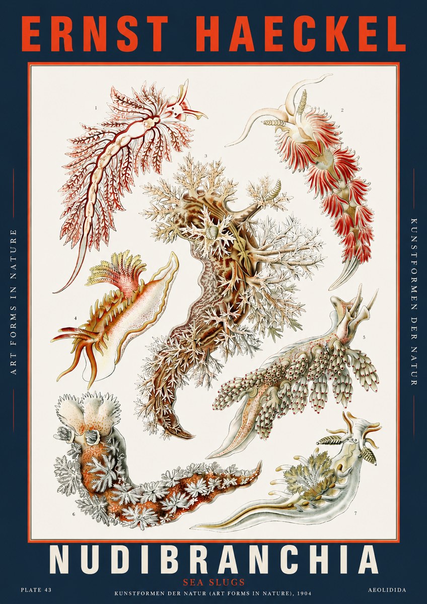 Ernst Haeckel Nudibranchia – Sea Slugs No5 - Plakat