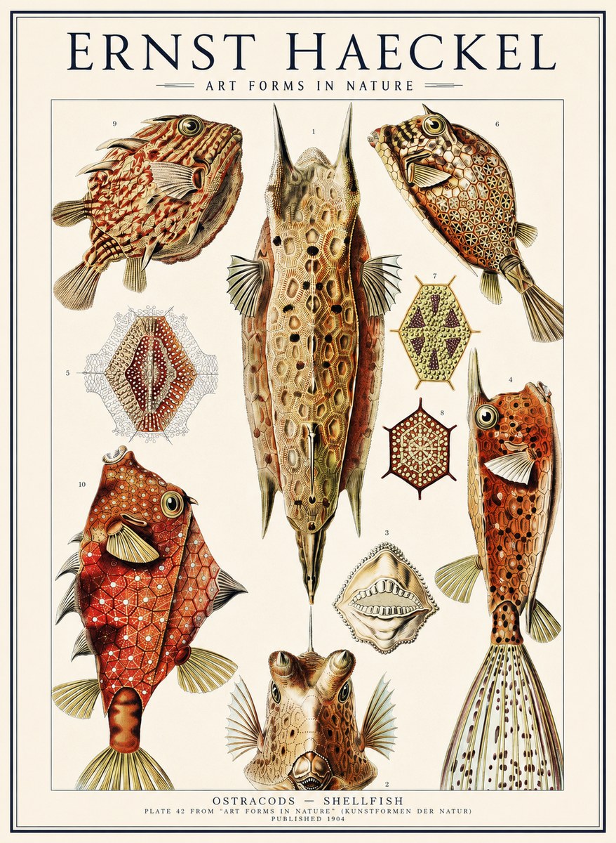 Ernst Haeckel Ostracodes Crustacea No3 - Plakat