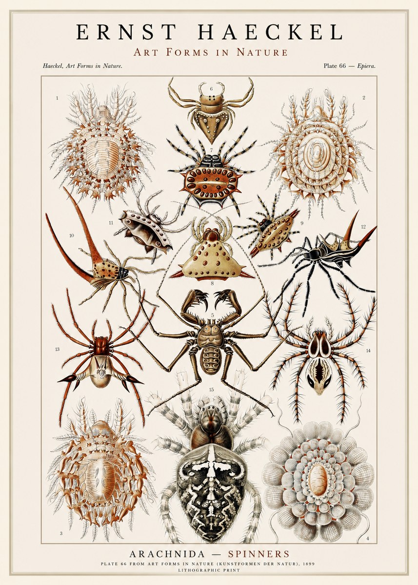 Ernst Haeckel Arachnida — Spiders No3 - Plakat