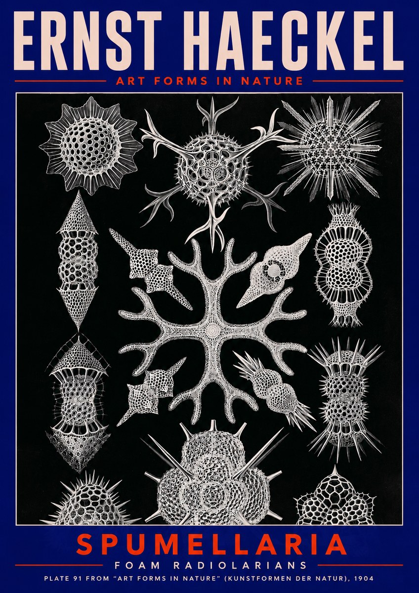 Ernst Haeckel Spumellaria No2 - Plakat