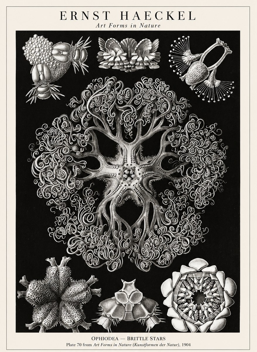 Ernst Haeckel Ophiodea - Brittle Stars II No1 - Plakat