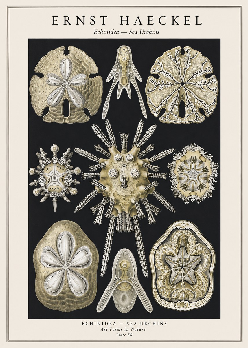 Ernst Haeckel Echinidea — Sea Urchins No1 - Plakat