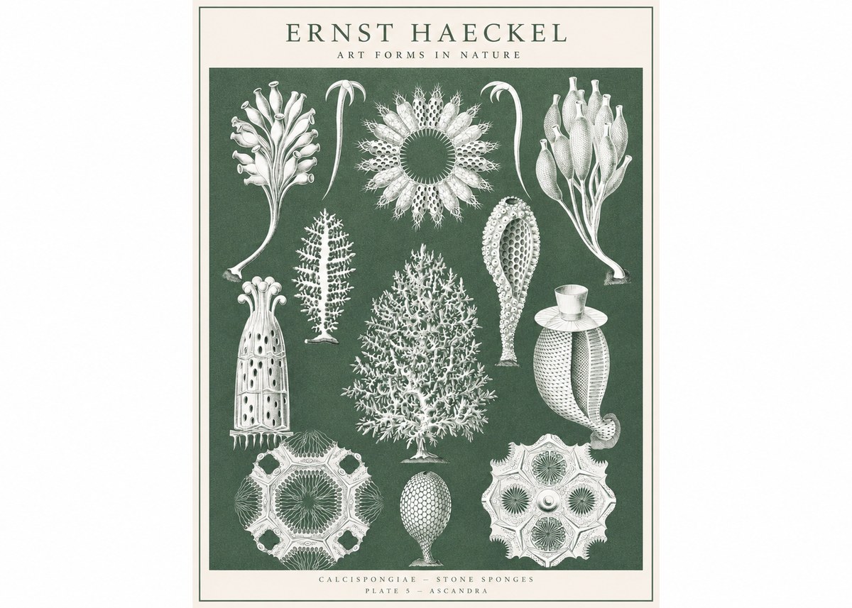 Ernst Haeckel Calcispongiae - Calcisponiges - Plate 5 - Asconia No3 - Plakat