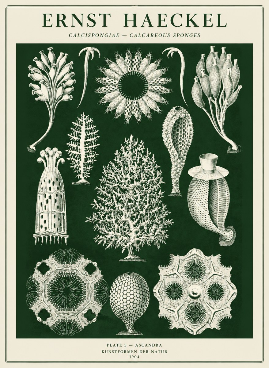 Ernst Haeckel Calcispongiae - Calcisponiges - Plate 5 - Asconia No5 - Plakat
