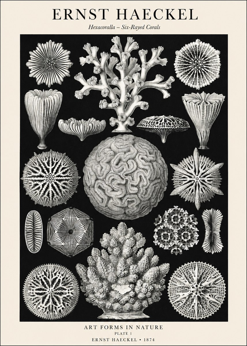 Ernst Haeckel Hexacoralla – Six-rayed Corals No1 - Plakat