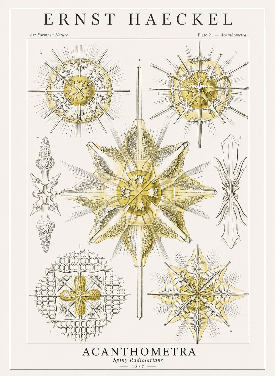 Ernst Haeckel Acanthometra - Star Radiolarians No4 - Plakat