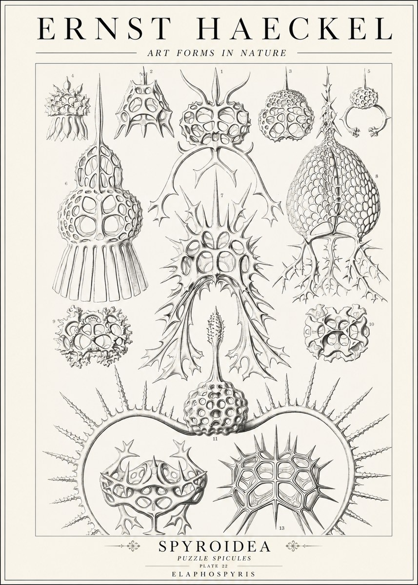Ernst Haeckel Spyroidea - Puffball Radiolarians - Plate 22 No2 - Plakat