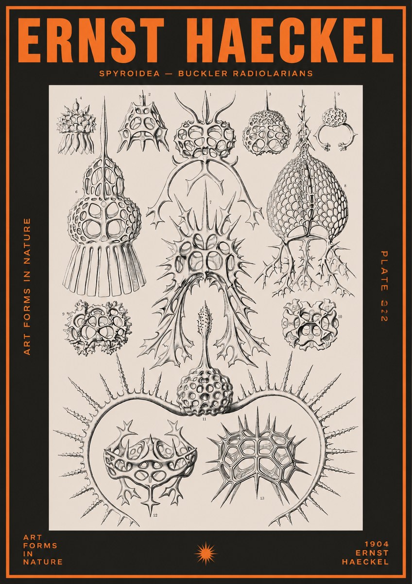 Ernst Haeckel Spyroidea - Puffball Radiolarians - Plate 22 No5 - Plakat
