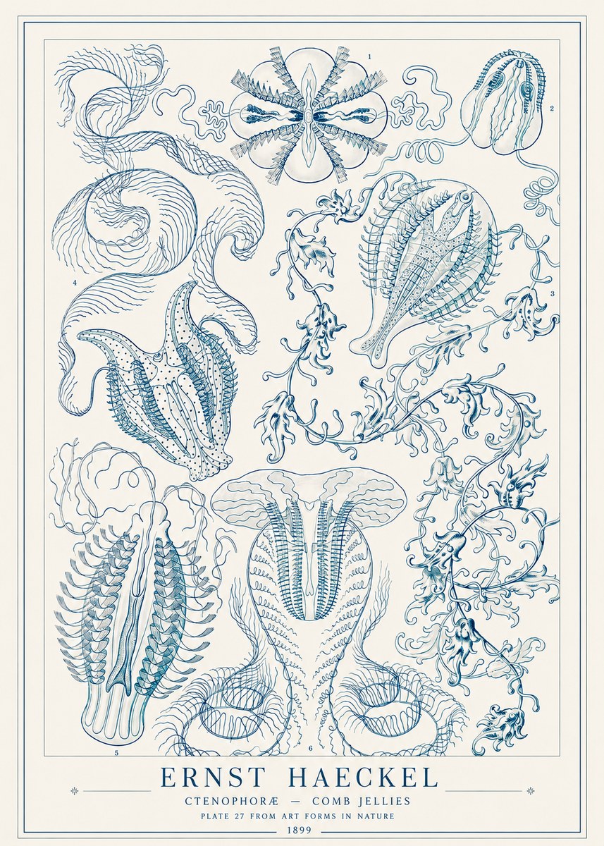 Ernst Haeckel Ctenophoræ – Comb Jellies No1 - Plakat