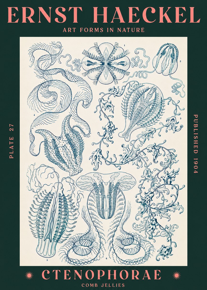Ernst Haeckel Ctenophoræ – Comb Jellies No3 - Plakat
