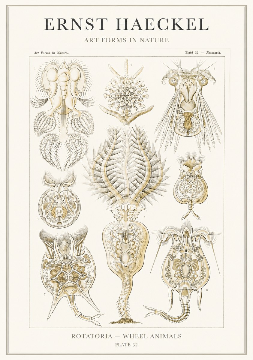 Ernst Haeckel Rotatoria - Wheel Animals No3 - Plakat