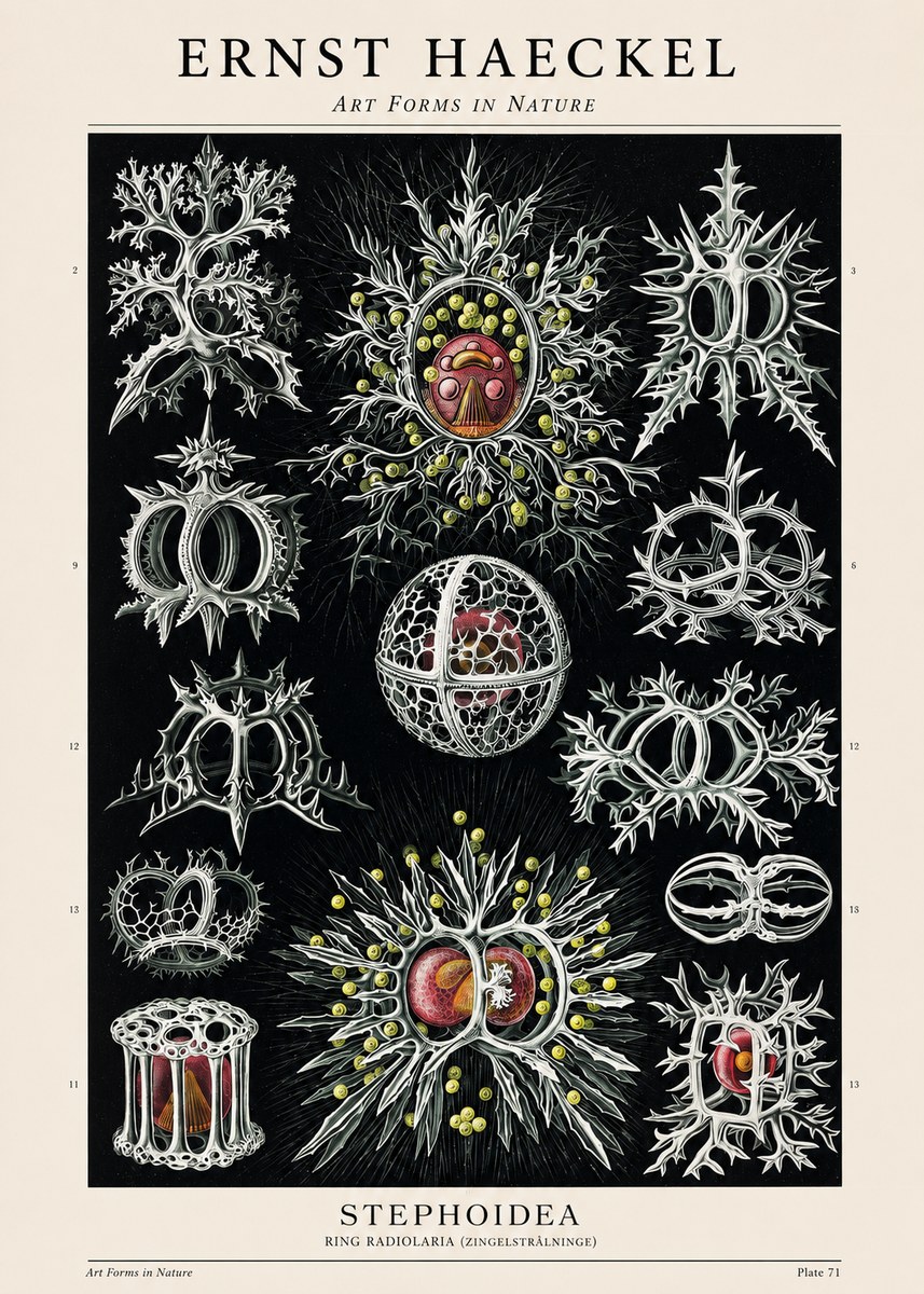 Ernst Haeckel Stephoidea No1 - Plakat