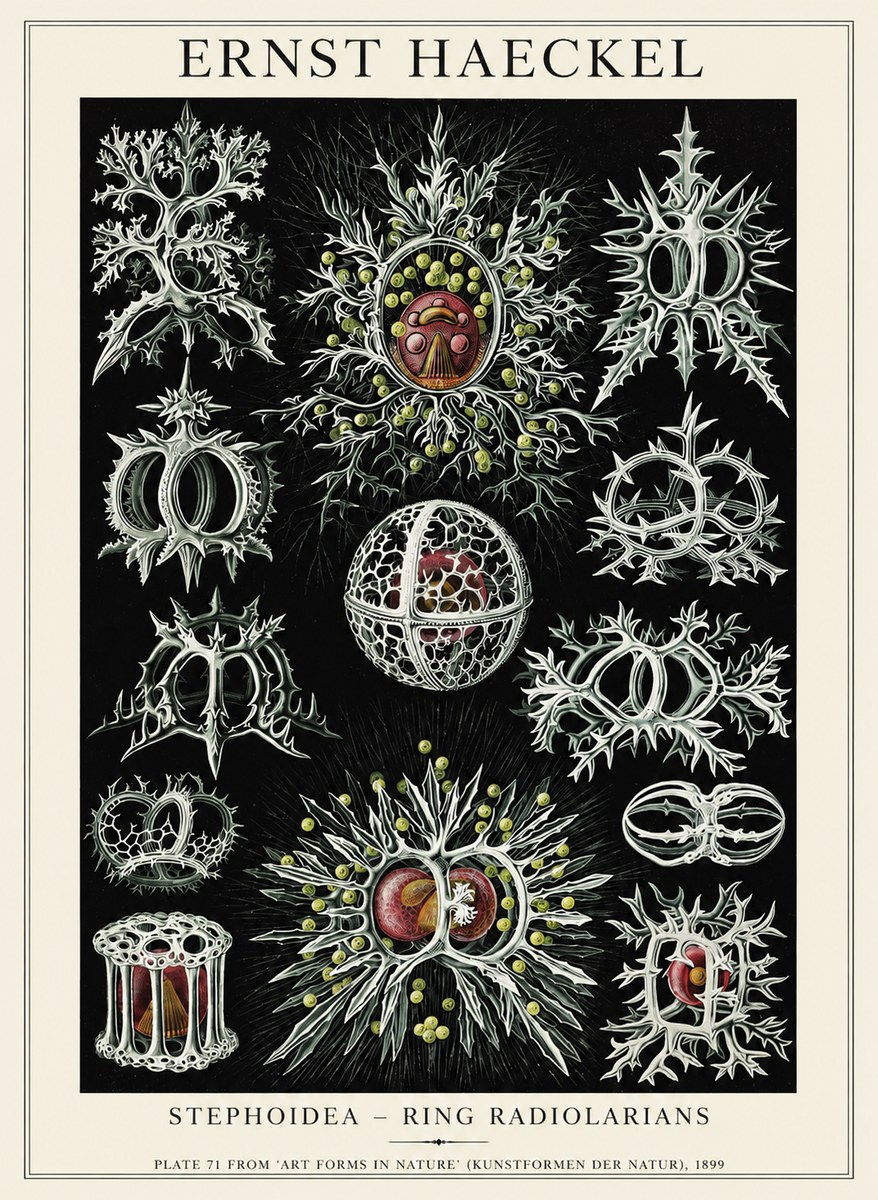 Ernst Haeckel Stephoidea No6 - Plakat
