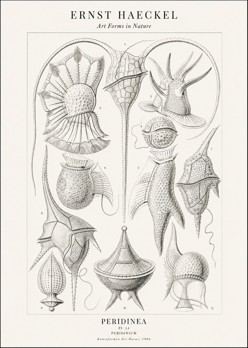Ernst Haeckel Peridinea No2 - Plakat