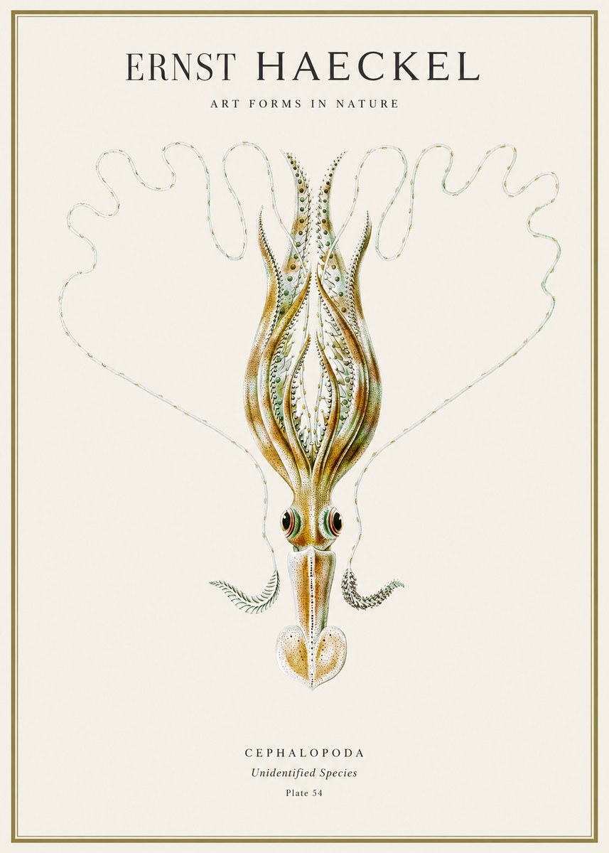 Ernst Haeckel Teuthis Pelagica No4 - Plakat