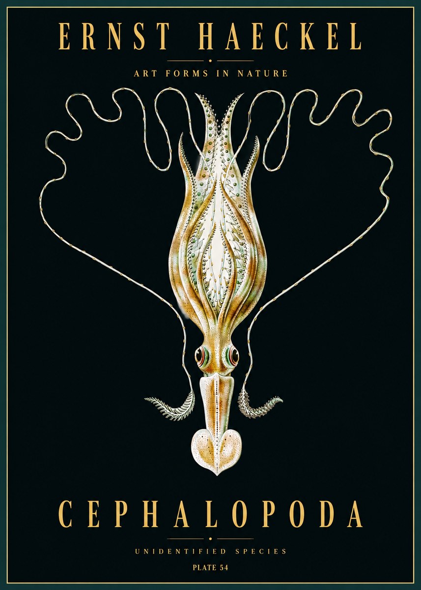 Ernst Haeckel Teuthis Pelagica No5 - Plakat