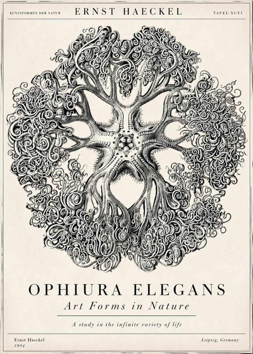 Ernst Haeckel Ophiuroidea Sea Tree - Deep Sea No6 - Plakat