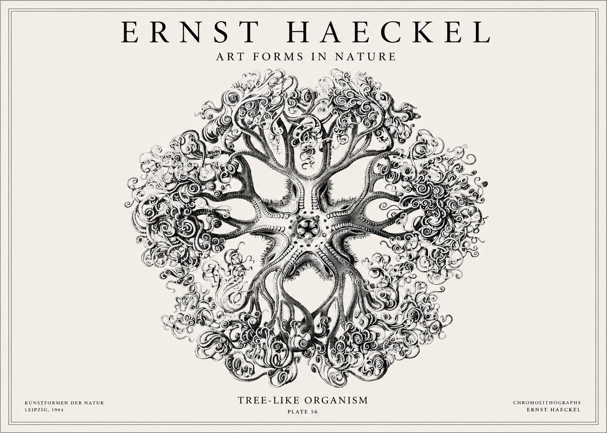 Ernst Haeckel Tree-like Organism No1 - Plakat