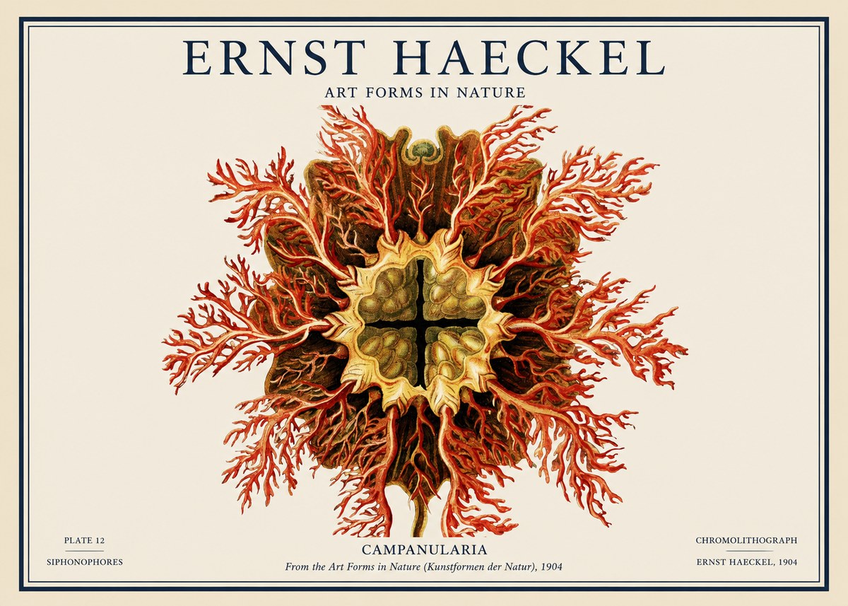 Ernst Haeckel Tetractinellida a Radiolarian from the Deep Sea No4 - Plakat