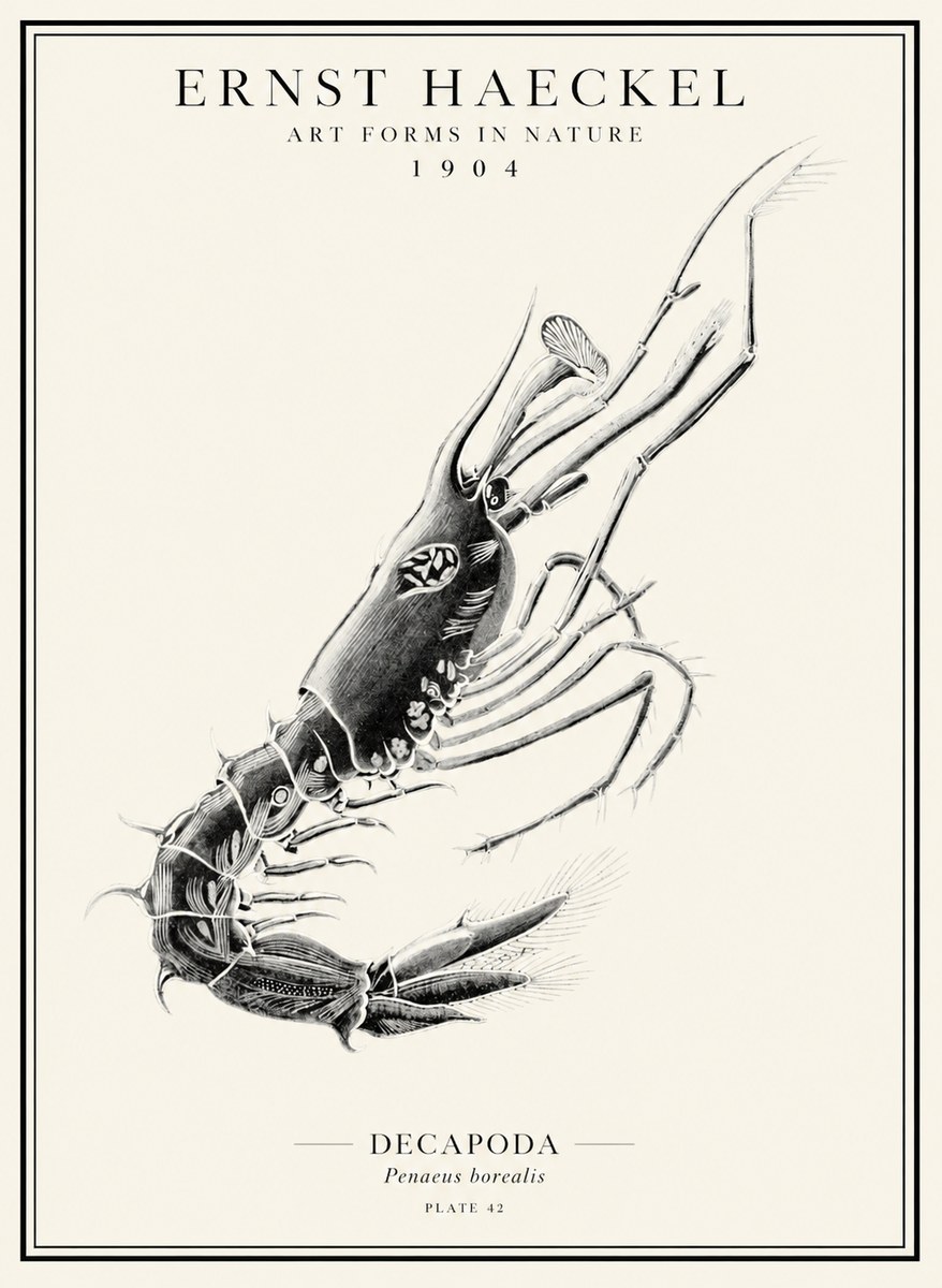 Ernst Haeckel Caridea Plate 27 No5 - Plakat