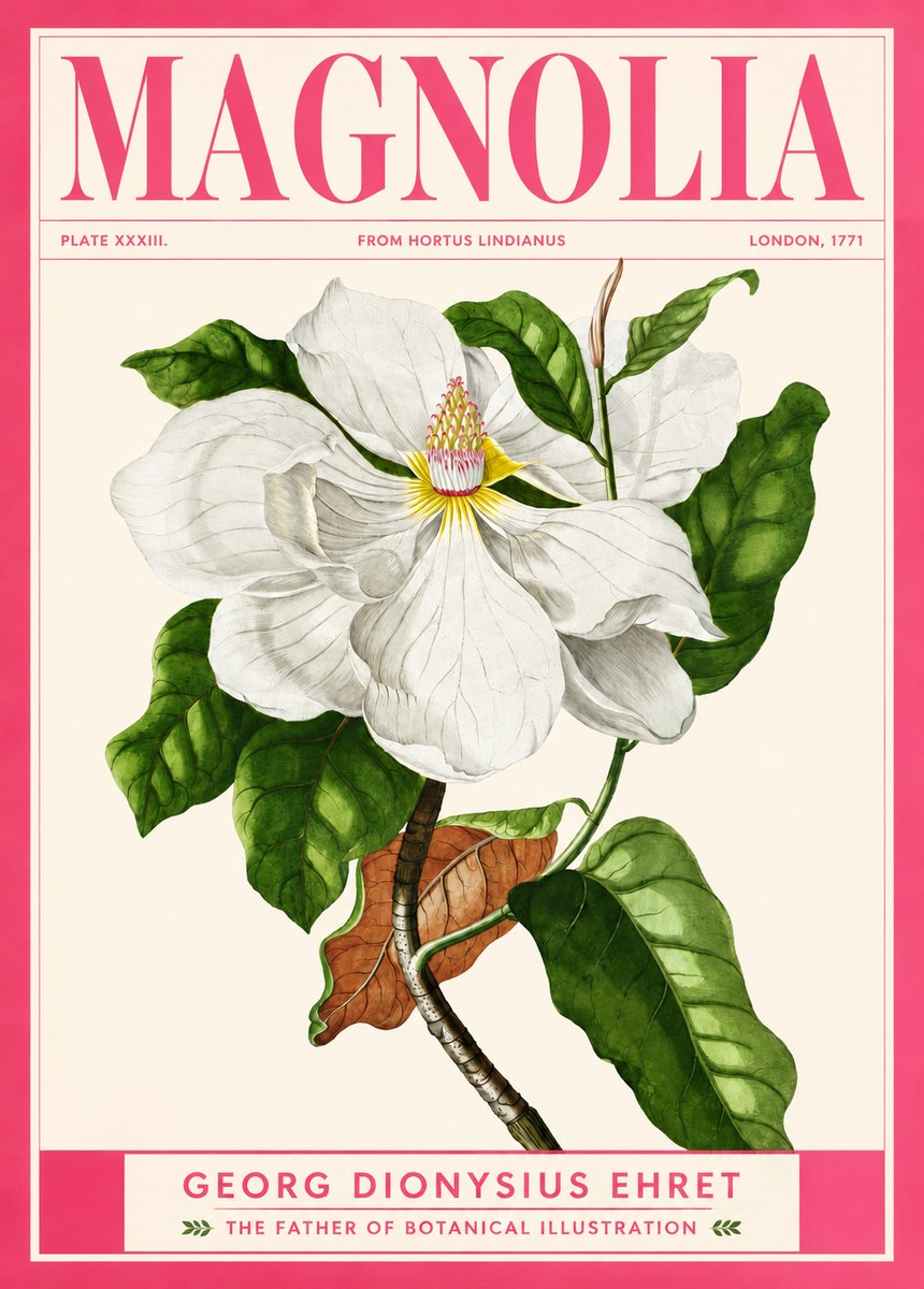 Georg Dionysius Ehret Magnolia Maxima - Flowering Branch No2 - Plakat