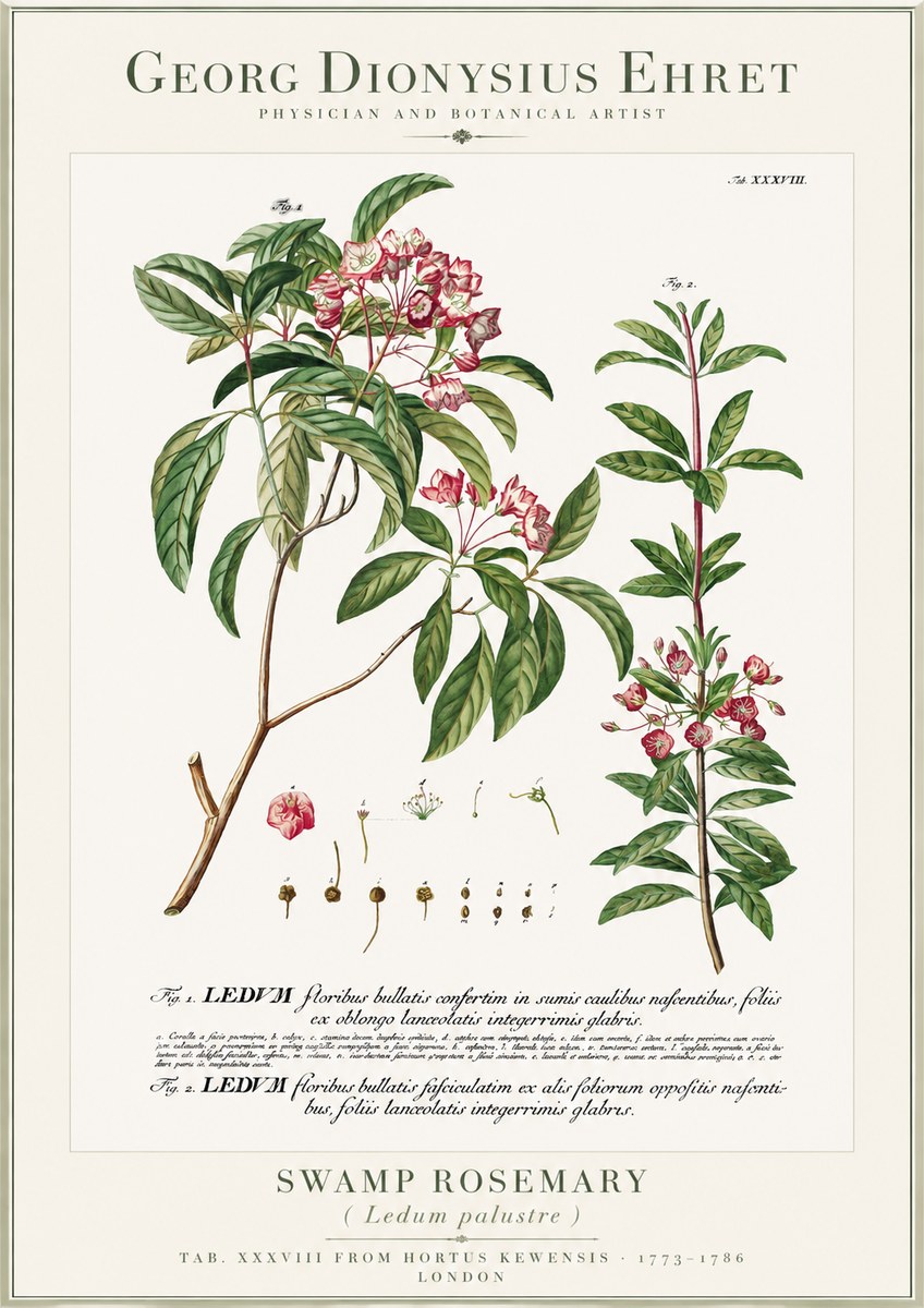 Georg Dionysius Ehret Swamp Rosemary (Ledum Palustre) No1 - Plakat