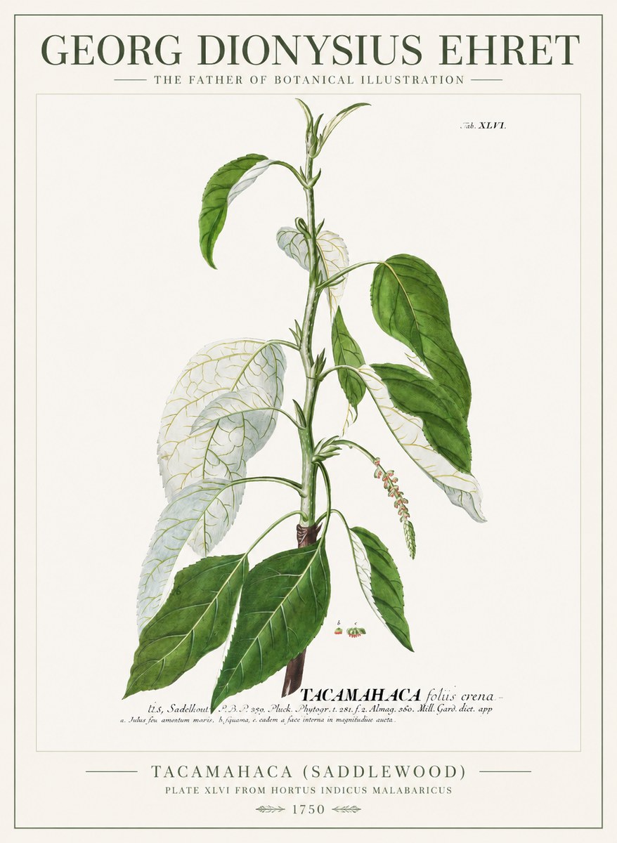 Georg Dionysius Ehret Tacamahaca (Saddlewood) No1 - Plakat