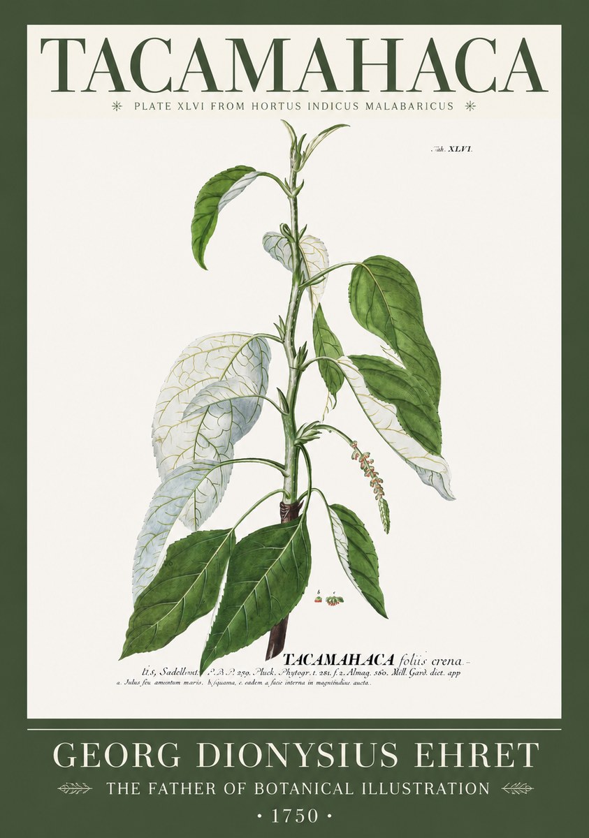 Georg Dionysius Ehret Tacamahaca (Saddlewood) No2 - Plakat