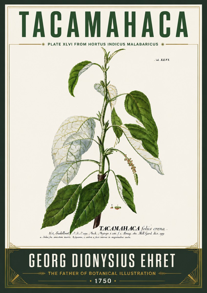 Georg Dionysius Ehret Tacamahaca (Saddlewood) No6 - Plakat