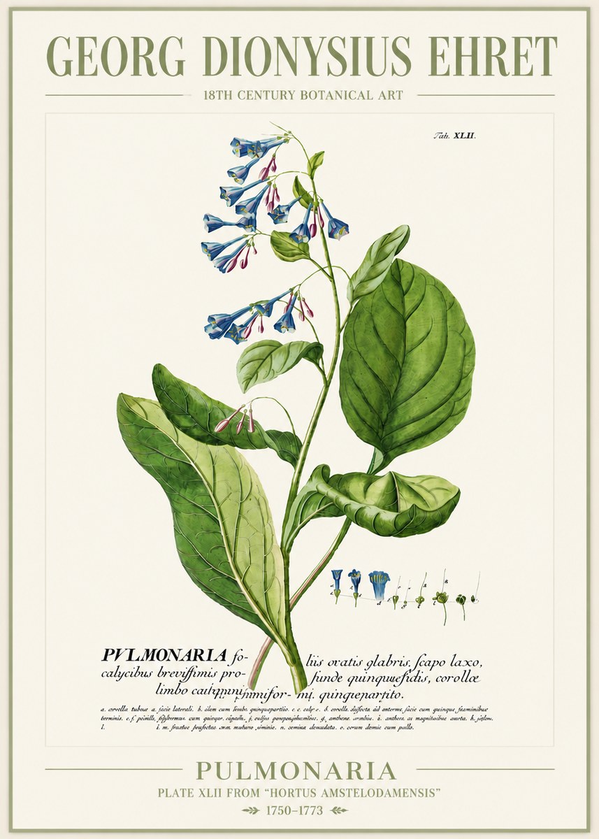 Georg Dionysius Ehret Pulmonaria No4 - Plakat