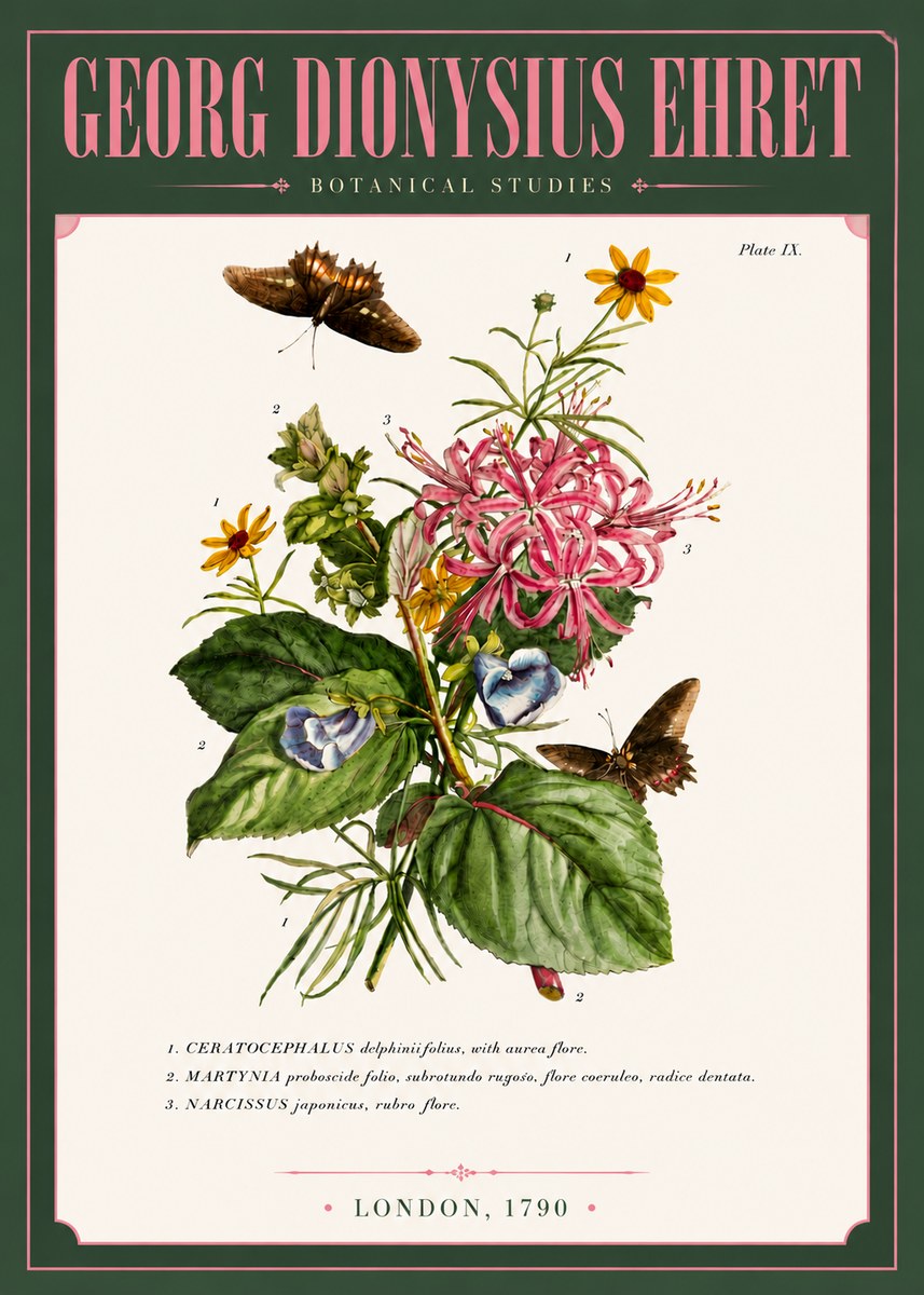 Georg Dionysius Ehret Botanical Studies - Plate Ix No6 - Plakat