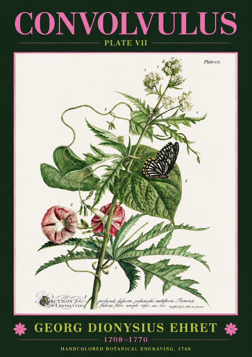 Georg Dionysius Ehret Convolvulus - Plate Vii No2 - Plakat