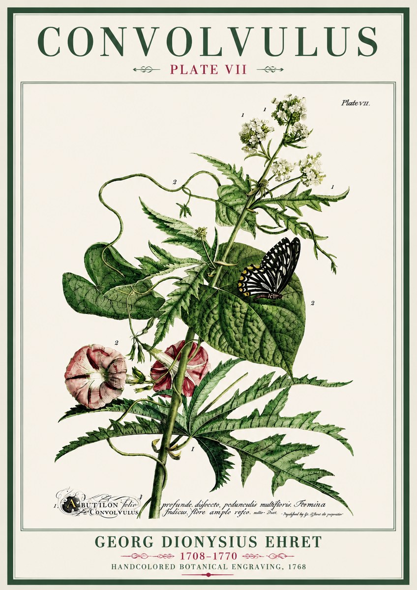 Georg Dionysius Ehret Convolvulus - Plate Vii No4 - Plakat