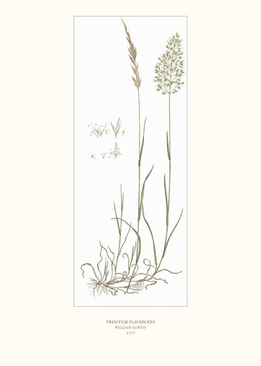 William Curtis Trisetum Flavescens I No6 - Plakat